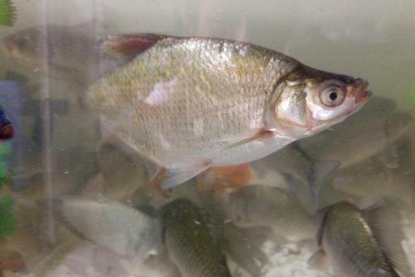 鳊魚的功效與作用 鳊魚的營養價值