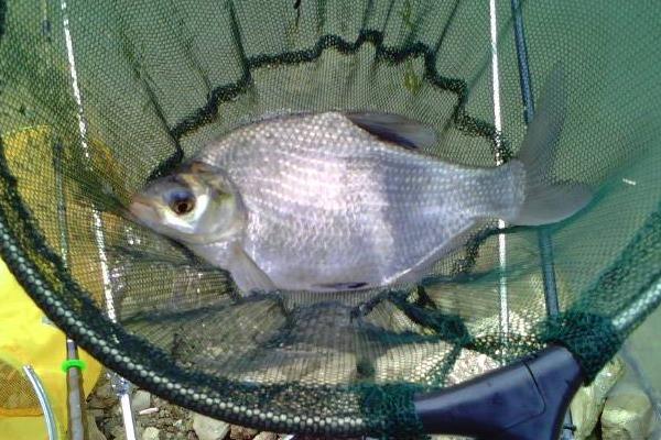 鳊魚的功效與作用 鳊魚的營養(yǎng)價(jià)值