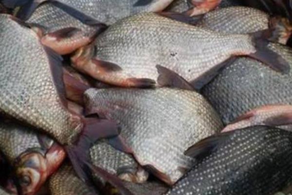 鳊魚的功效與作用 鳊魚的營養(yǎng)價(jià)值