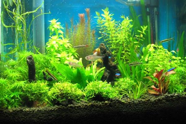 風水魚缸怎么擺放 風水魚缸什么形狀好