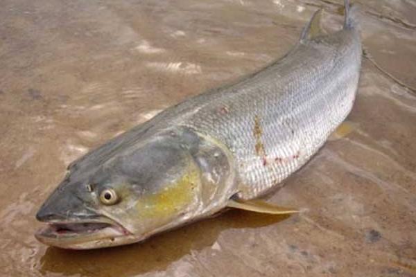 鳡魚好吃嗎 鳡魚怎么做好吃又簡單