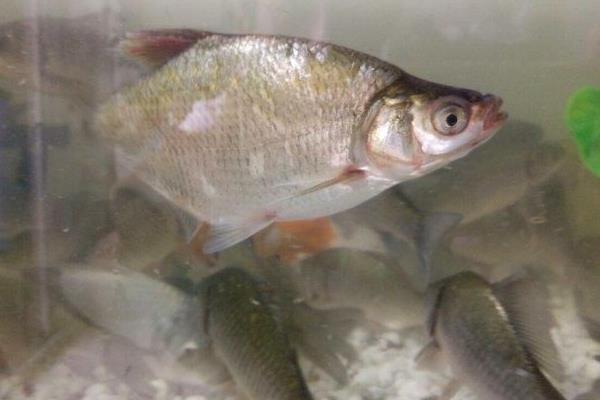 鳡魚好吃嗎 鳡魚怎么做好吃又簡單