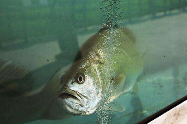 黃唇魚(yú)市場(chǎng)價(jià)格多少錢(qián)一斤 黃唇魚(yú)為什么那么貴