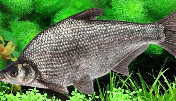 鳊魚市場(chǎng)價(jià)格多少錢一斤 鳊魚刺多嗎