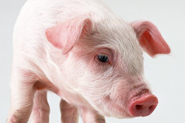 仔豬身上出紅點是什么 仔豬正常體溫是多少