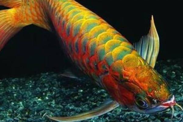 紅龍魚怎么養 養紅龍魚注意事項