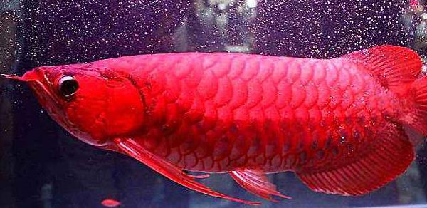 紅龍魚怎么養 養紅龍魚注意事項