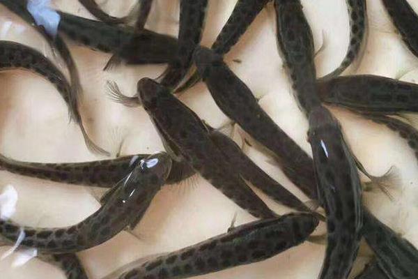 黑魚苗市場價格多少錢一斤 黑魚苗吃什么