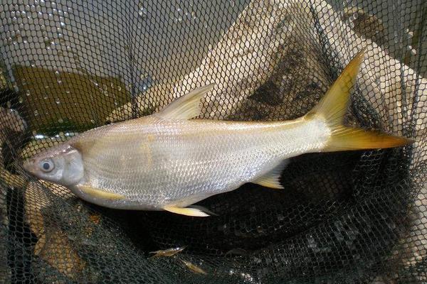 鲴魚市場價格多少錢一斤 鲴魚怎么釣