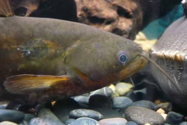 大口鯰和土鯰魚一樣嗎 大口鯰和土鯰魚的區別是什么