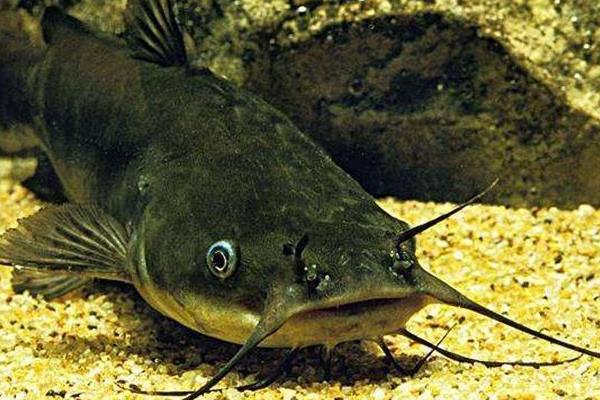 大口鯰和土鯰魚一樣嗎 大口鯰和土鯰魚的區別是什么