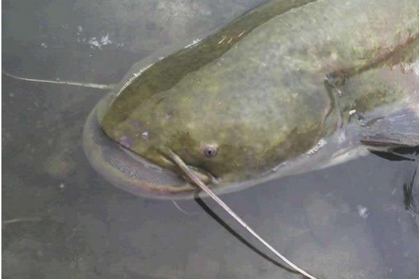 大口鯰和土鯰魚一樣嗎 大口鯰和土鯰魚的區別是什么