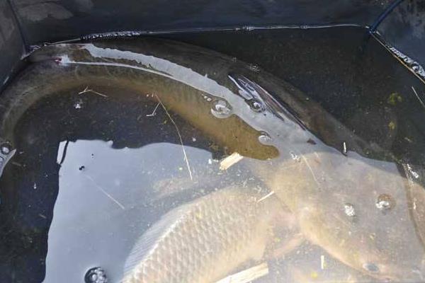 大口鯰和土鯰魚一樣嗎 大口鯰和土鯰魚的區別是什么