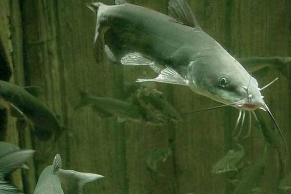 大口鯰和土鯰魚一樣嗎 大口鯰和土鯰魚的區別是什么