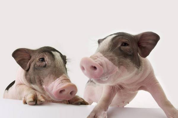 仔豬身上出紅點是什么 仔豬正常體溫是多少