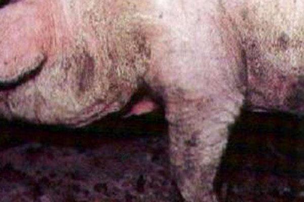 仔豬身上出紅點是什么 仔豬正常體溫是多少