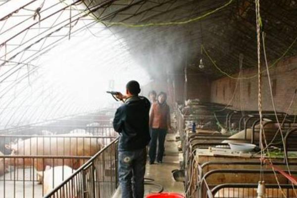 仔豬身上出紅點是什么 仔豬正常體溫是多少