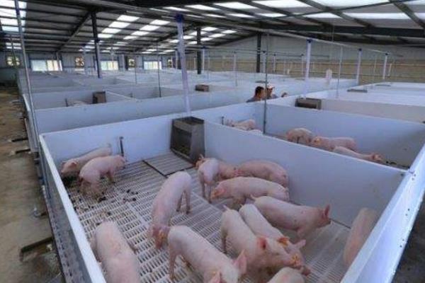 仔豬身上出紅點是什么 仔豬正常體溫是多少