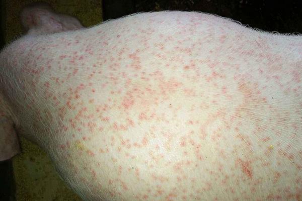 仔豬身上出紅點是什么 仔豬正常體溫是多少