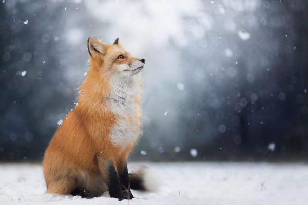 狐貍怎么養(yǎng) 狐貍好養(yǎng)嗎