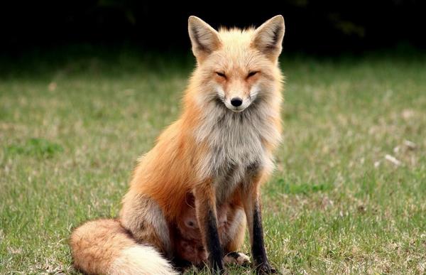 狐貍怎么養 狐貍好養嗎