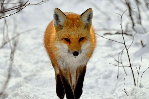 狐貍怎么養 狐貍好養嗎