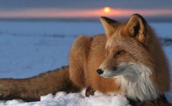 狐貍怎么養 狐貍好養嗎