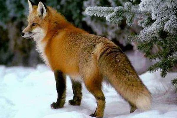 狐貍怎么養 狐貍好養嗎