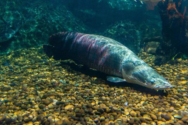 巨骨舌魚苗市場價格多少錢一條 巨骨舌魚能不能食用