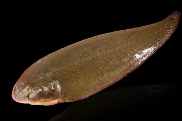 龍利魚適合減肥吃嗎 龍利魚怎么蒸