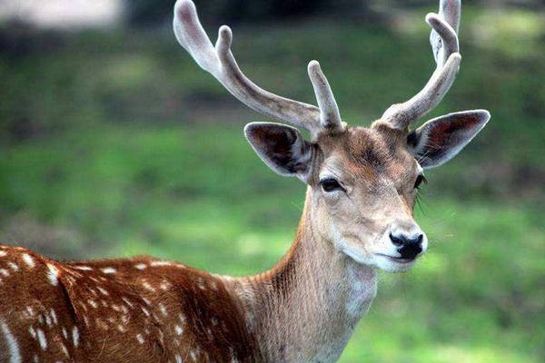 夢見梅花鹿是什么意思 女人夢到梅花鹿朝自己跑來有什么預兆
