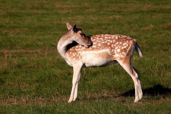 夢見梅花鹿是什么意思 女人夢到梅花鹿朝自己跑來有什么預兆