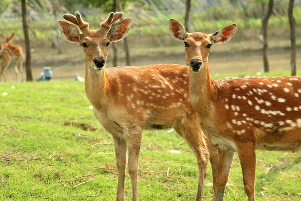 夢見梅花鹿是什么意思 女人夢到梅花鹿朝自己跑來有什么預兆