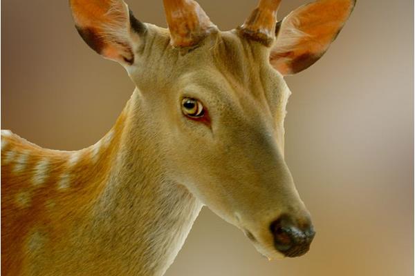 夢見梅花鹿是什么意思 女人夢到梅花鹿朝自己跑來有什么預兆