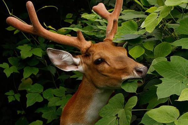夢見梅花鹿是什么意思 女人夢到梅花鹿朝自己跑來有什么預兆