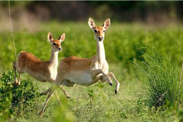 夢見梅花鹿是什么意思 女人夢到梅花鹿朝自己跑來有什么預兆