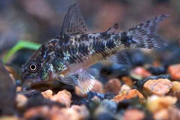 清道夫能吃嗎 清道夫怎么吃