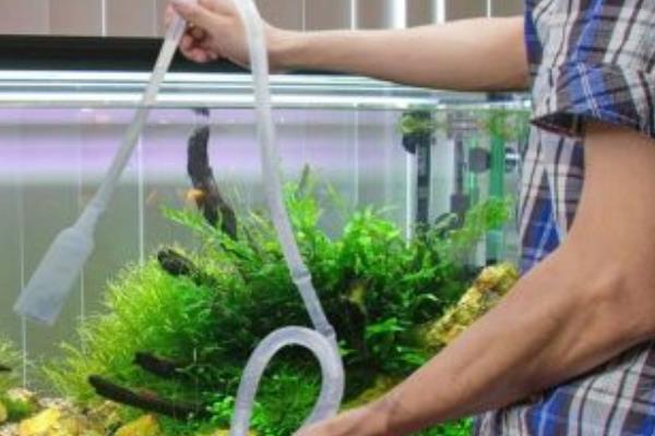 清道夫能吃嗎 清道夫怎么吃