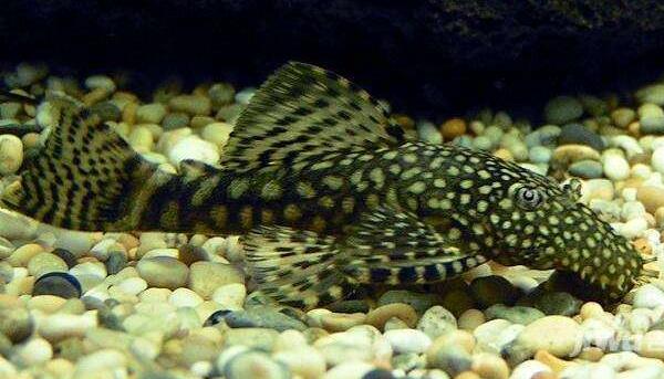 清道夫能吃嗎 清道夫怎么吃