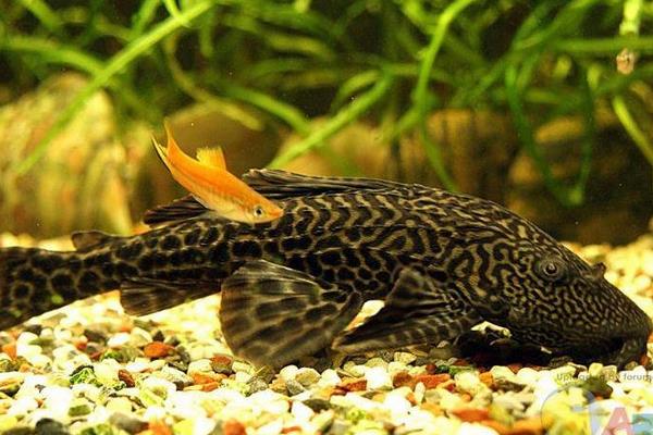 清道夫能吃嗎 清道夫怎么吃