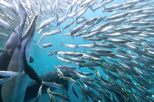 沙丁魚市場價格多少錢一斤 沙丁魚是海魚嗎