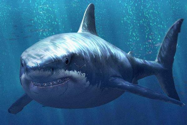 鯊魚是胎生還是卵生 鯊魚種類大全介紹