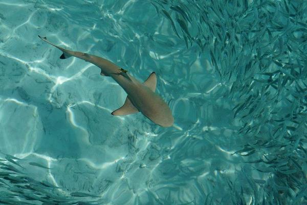 鯊魚是胎生還是卵生 鯊魚種類大全介紹