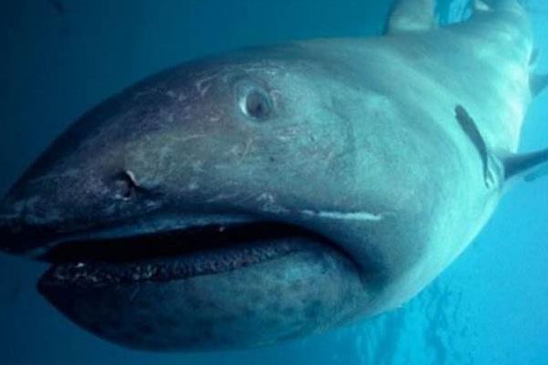 鯊魚是胎生還是卵生 鯊魚種類大全介紹