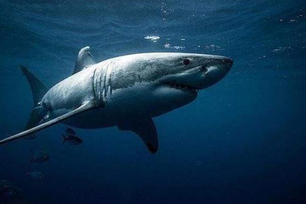 鯊魚是胎生還是卵生 鯊魚種類大全介紹