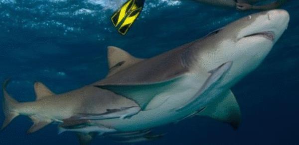 鯊魚是胎生還是卵生 鯊魚種類大全介紹