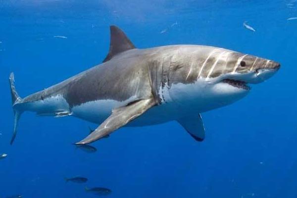 鯊魚是胎生還是卵生 鯊魚種類大全介紹