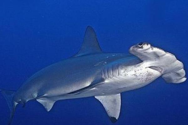 鯊魚是胎生還是卵生 鯊魚種類大全介紹