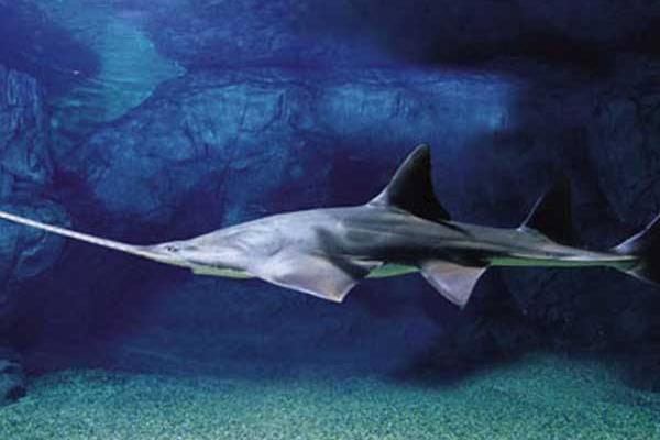 鯊魚是胎生還是卵生 鯊魚種類大全介紹