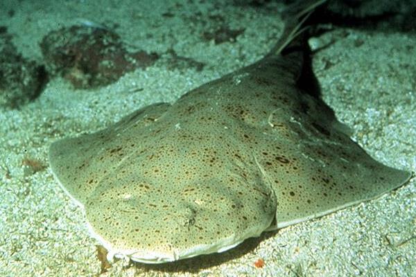 鯊魚是胎生還是卵生 鯊魚種類大全介紹